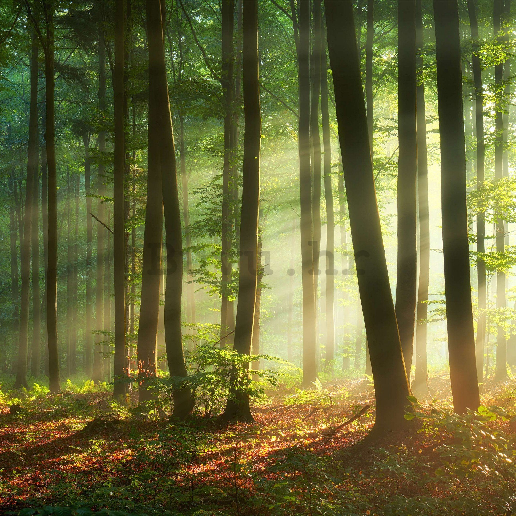 Vlies foto tapeta: Izlazak sunca u šumi - 152,5x104 cm
