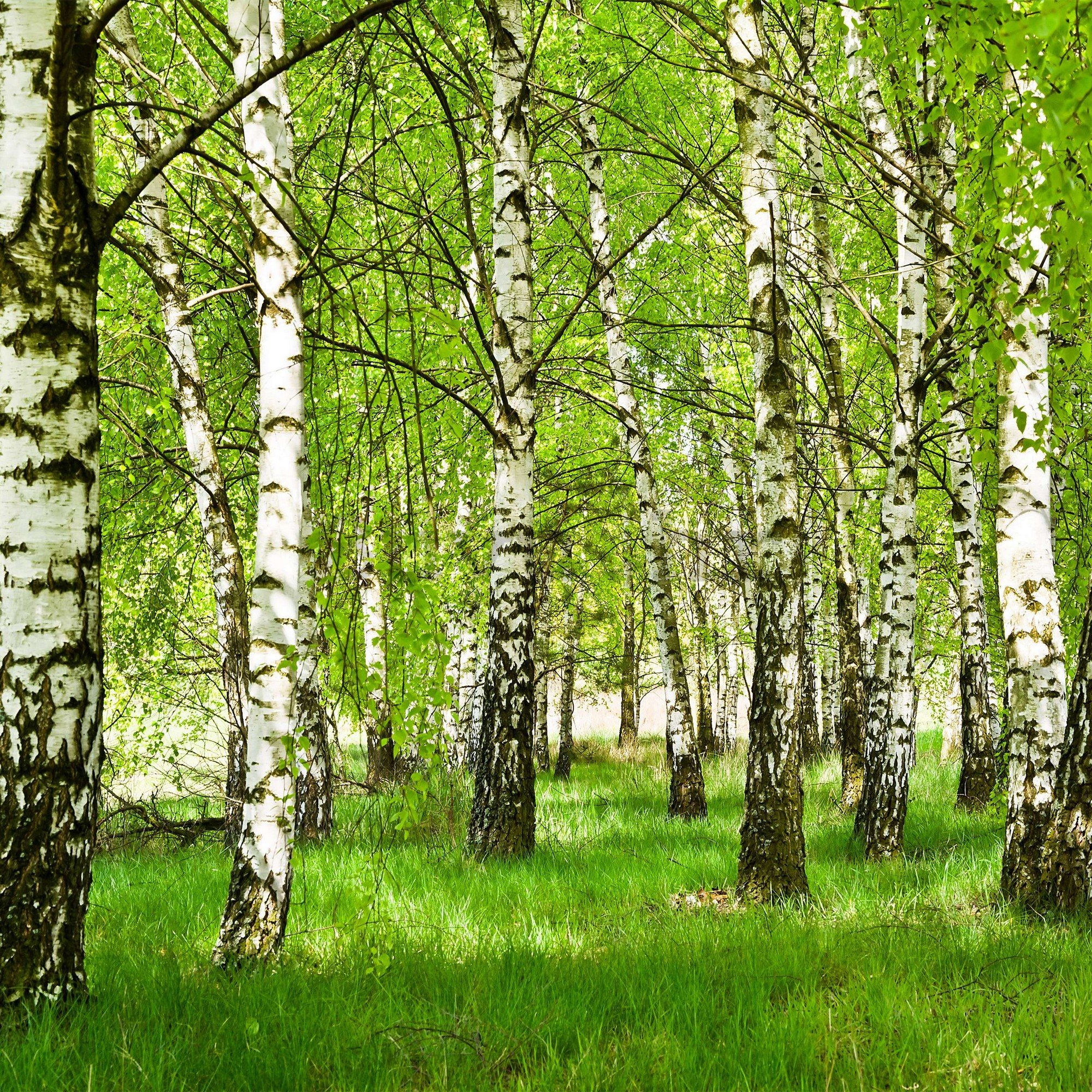 Vlies foto tapeta: Šuma breze - 416x254 cm