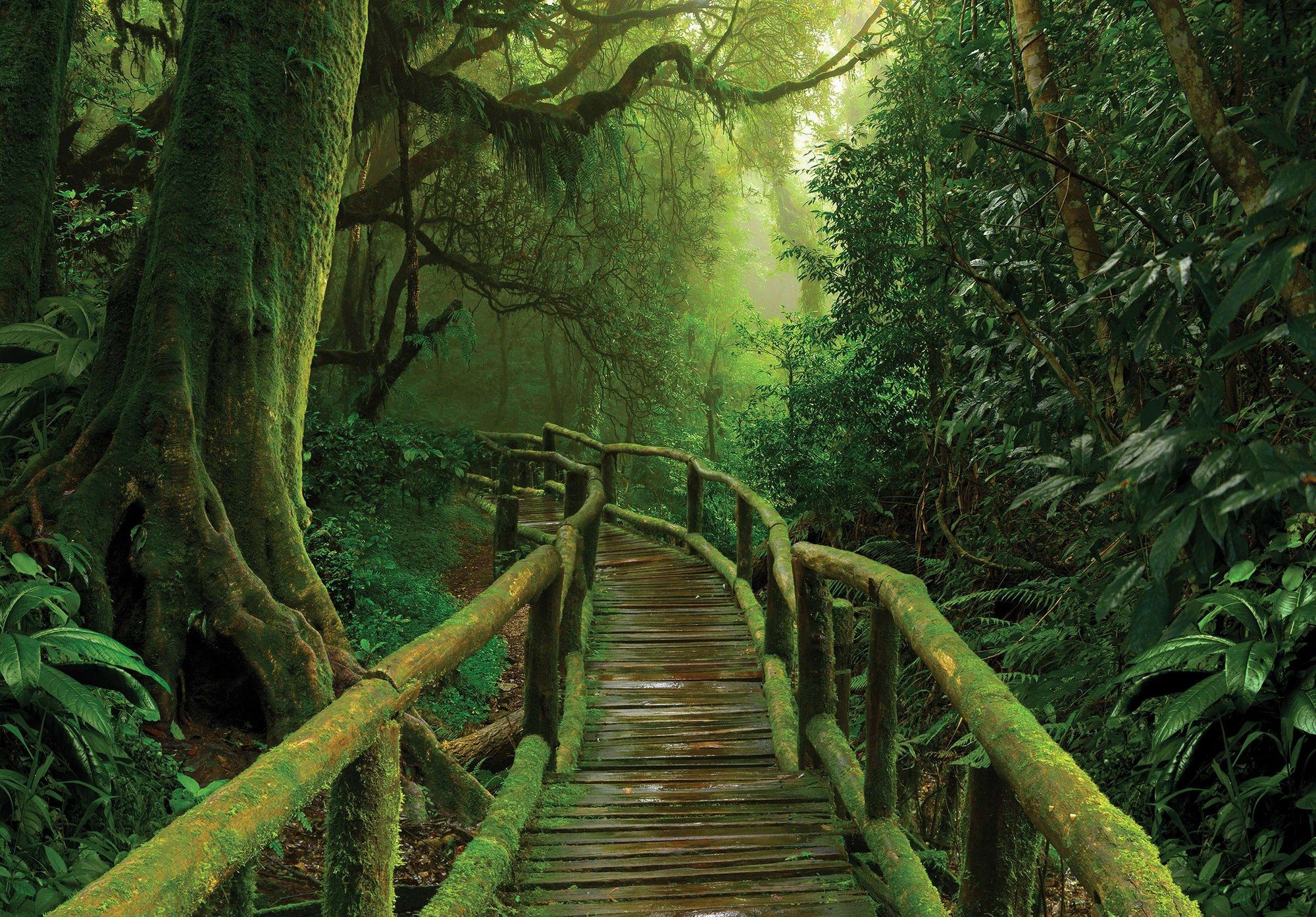Vlies foto tapeta: Pješački most u džungli - 416x254 cm