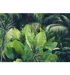 Vlies foto tapeta: Zelena džungla - 416x254 cm