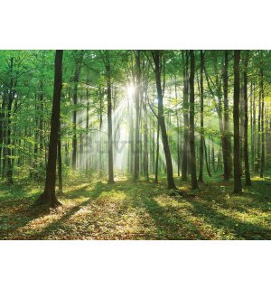 Vlies foto tapeta: Sunce u šumi (3) - 416x254 cm
