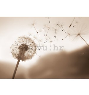 Foto tapeta Vlies: Nature meadow dandelion sky - 254x184 cm