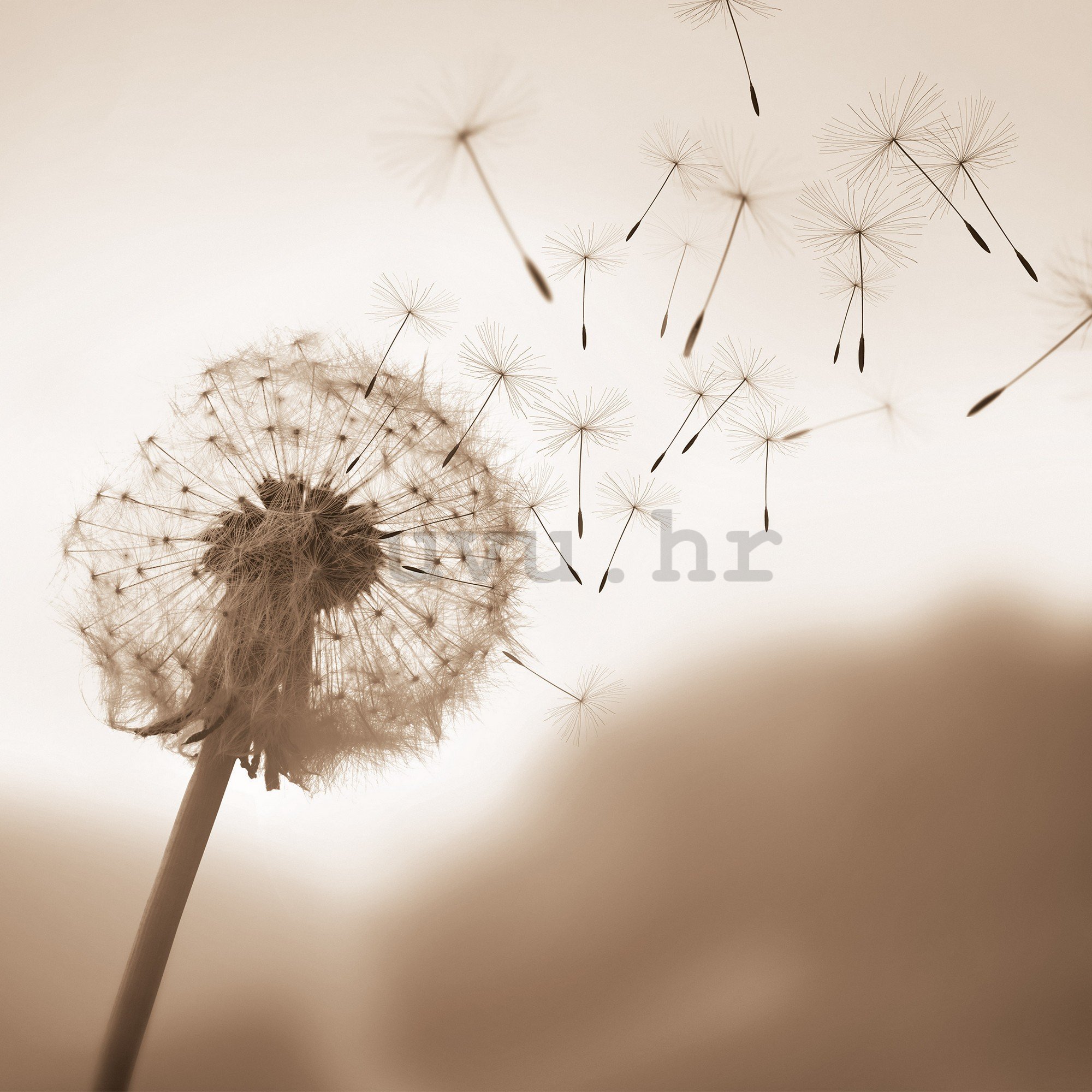 Vlies foto tapeta: Nature meadow dandelion sky - 152,5x104 cm